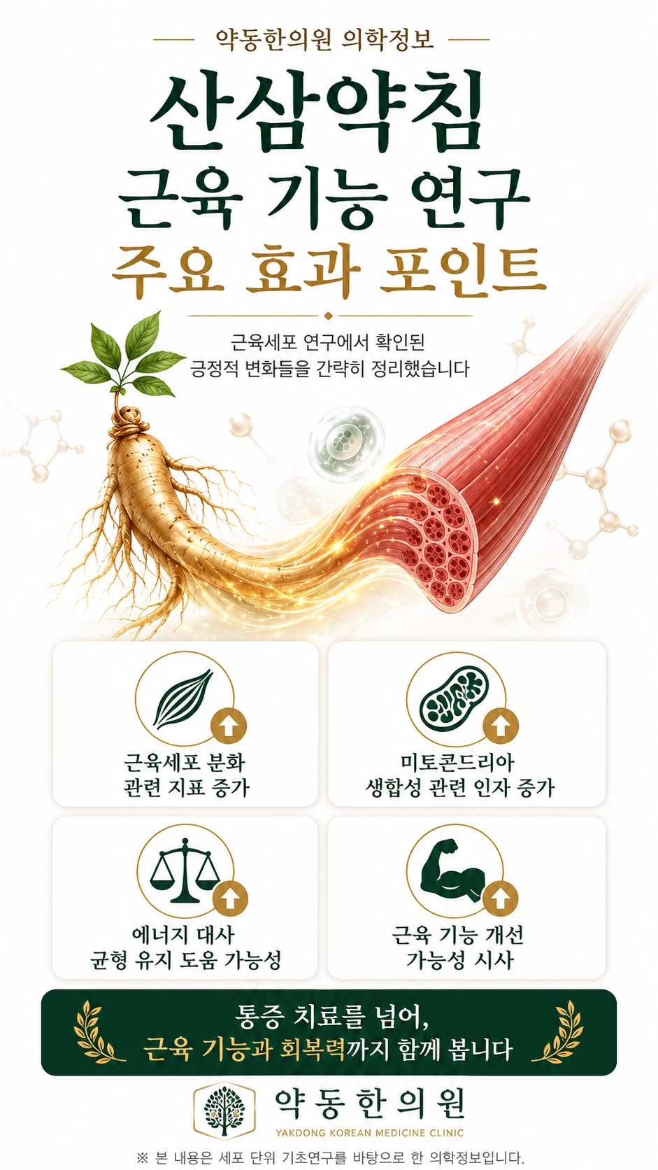산삼약침 근육 기능 연구 주요 효과 - 근육세포 분화, 미토콘드리아, 에너지 대사, 근육 기능 개선